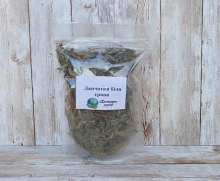 lapchatka-belaya-trava