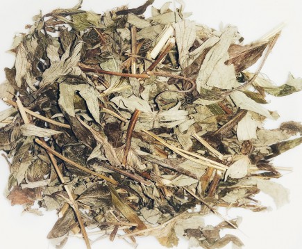 zopnik-kolyuchij-trava